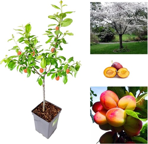 Plum tree sweet - tree, orange