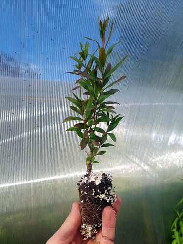 Pomegranate jumbo plug plant - jumbo,