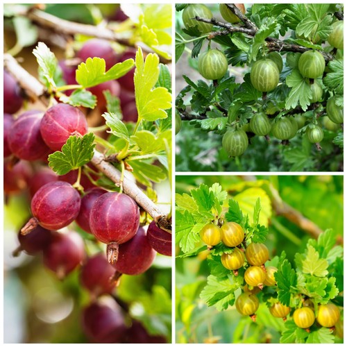Mixed gooseberry plants - 3,