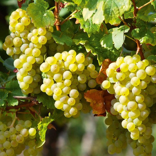 White grape vine plant - white,