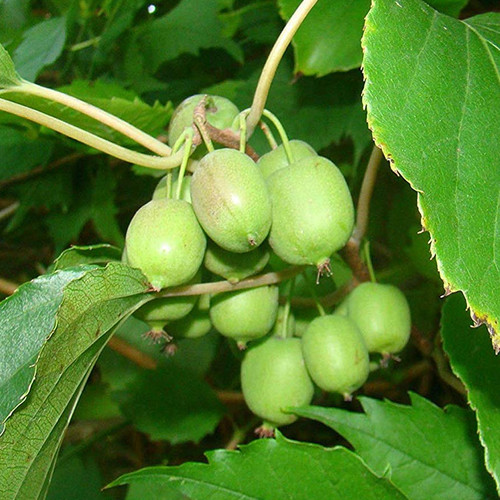 Kiwi actinidia arguta issai - arguta, 'issai'