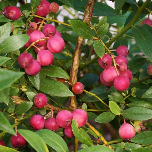 Blueberry pink lemonade - blueberry,