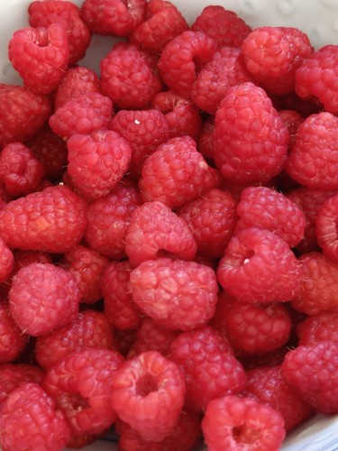 Rare thornless raspberry - rare,