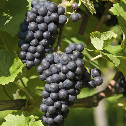 Black grape boskoop glory - boskoop,
