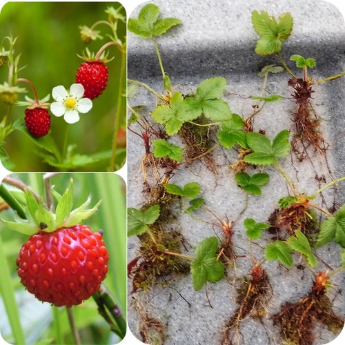 10x alpine wild strawberry - 10x,
