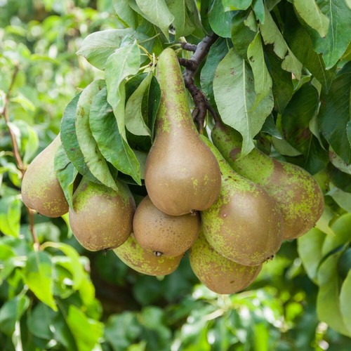 Pear fruit tree plant garden - fruit,