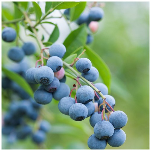 Bluejay blueberry plants - 'bluejay',