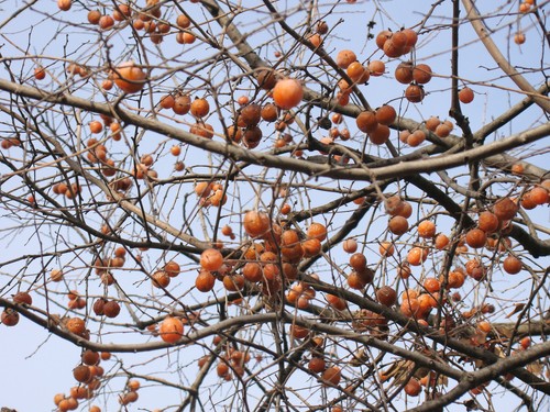 Diospyros virginiana - diospyros,