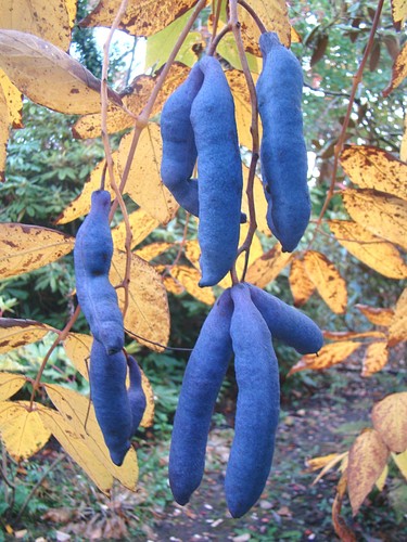 Decaisnea fargesii blue - decaisnea,