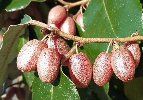 Elaeagnus ebbingei ebbing - ebbingei,, ebbing's