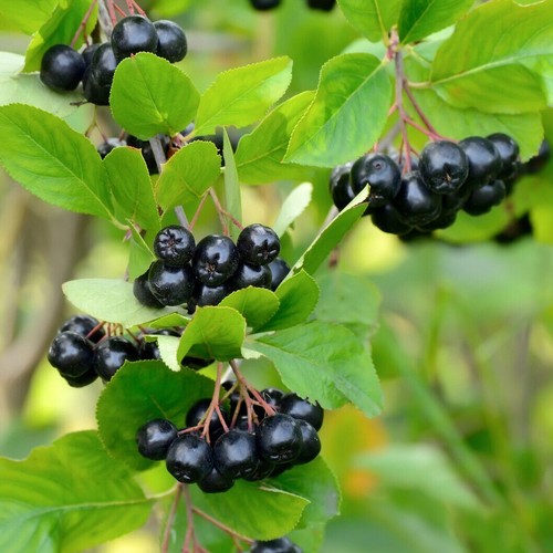 Aronia melanocarpa fruit - 3,