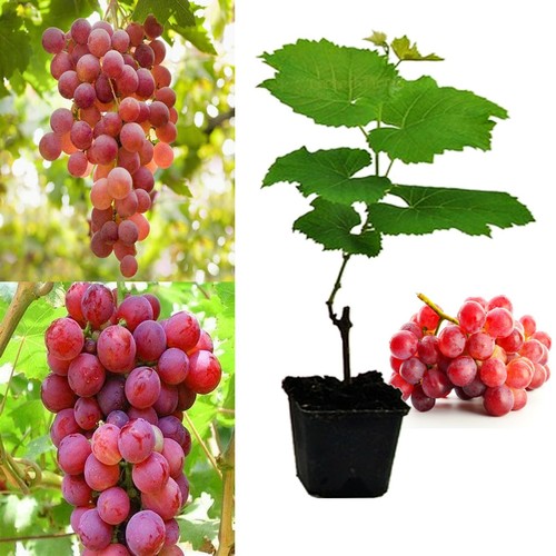Red grape vine plant - grape, 'queen