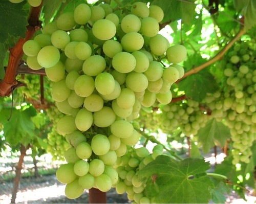 White grape vine plant - vine,