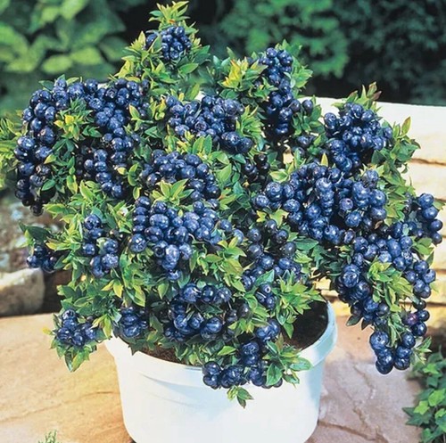 Blueberry plants top - blueberry, 'top