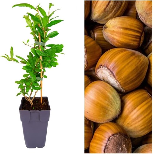 Red hazelnut tree corylus - red,