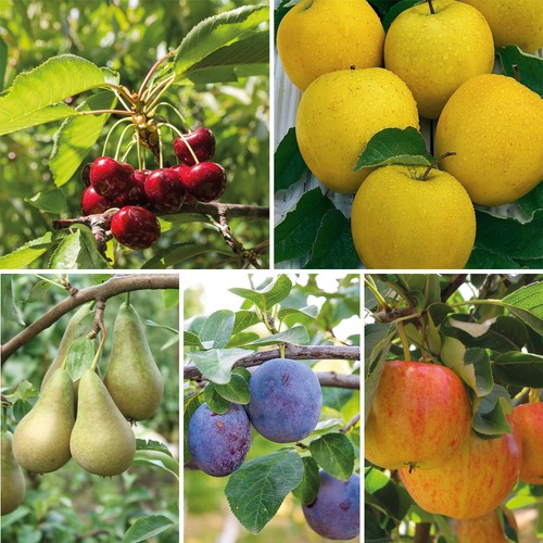 Mini fruit tree - tree, patio