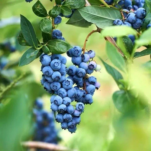 Blueberry bush bluecrop - x,