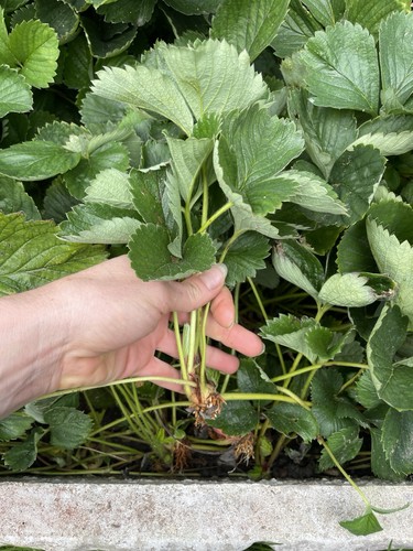 15x big strawberry runners - 15x,
