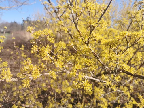Cornus officinalis japanese - officinalis,,