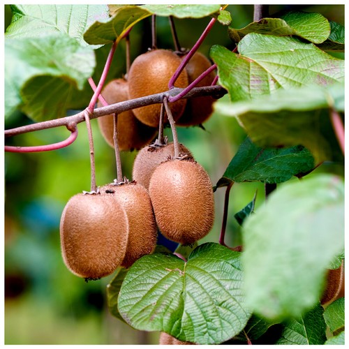 Self fertile kiwi fruit - self-fertile,