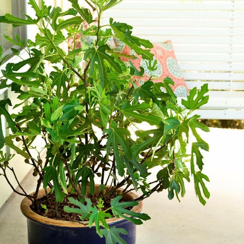 Dwarf fig tree hardy - hardy, garden