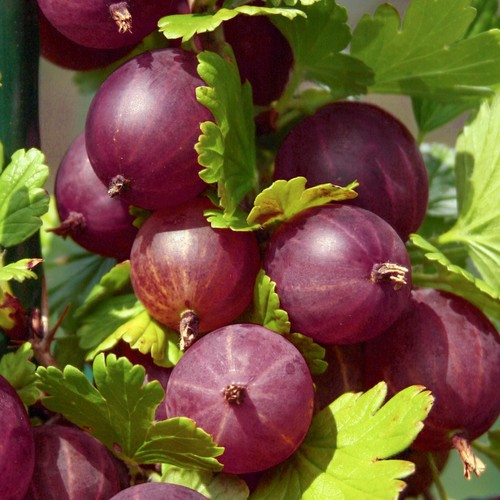 Gooseberry plants ribes - gooseberry,