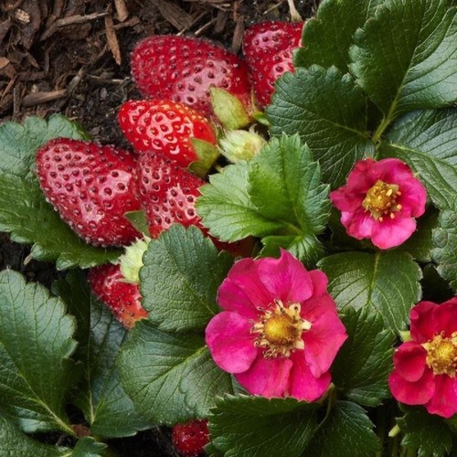 Strawberry toscana - 6×,
