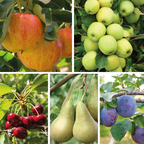 Patio fruit tree plants garden - fruit,