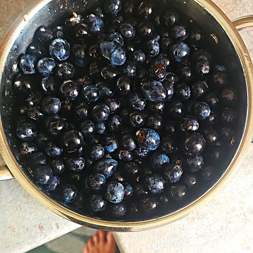 Hand picked kentish sloe - hand,