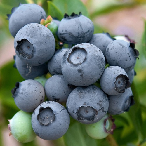 Blueberry bush duke - blueberry,
