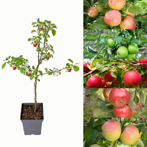 Patio apple tree - patio, mixed