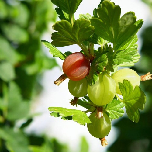 Gooseberry fruit bush 9cm - gooseberry,