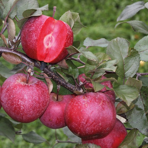 Apple garden fruit - apple,