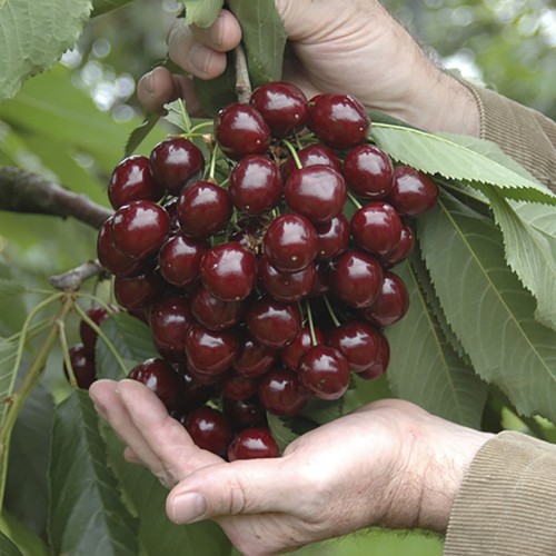 Fruit tree stella - tree,, cherry
