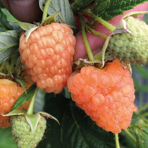 Raspberry summer lovers - raspberry,
