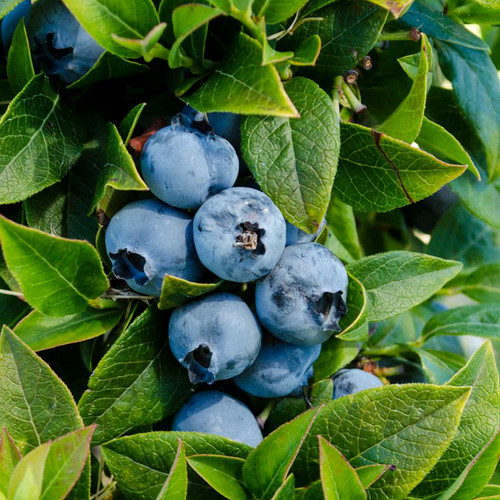Blueberry vaccinium chandler - blueberry,