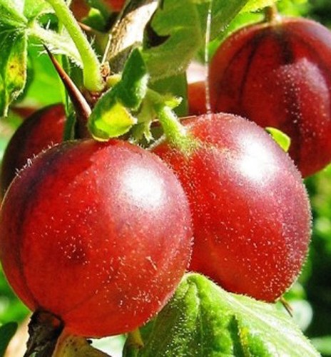 Gooseberry captivator - 3,