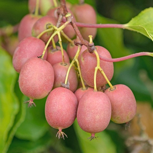 Kiwi berry fruit plant - berry,
