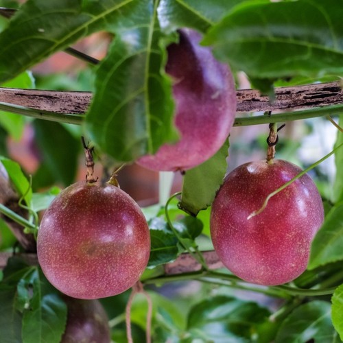 Purple passion fruit plants - purple,