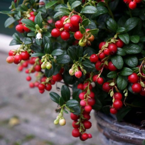 Healthy berry collection - -, 2x