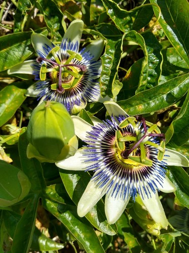 Passiflora passion flower - passiflora,