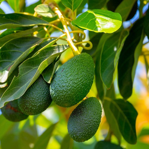 Avocado tree plant hass - plant,