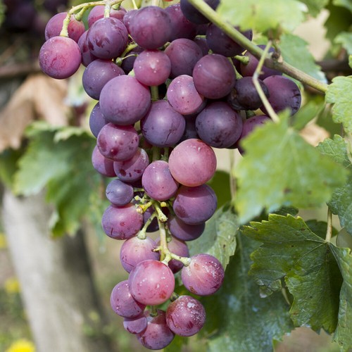 Fruit vine plant black - fruit, plant,