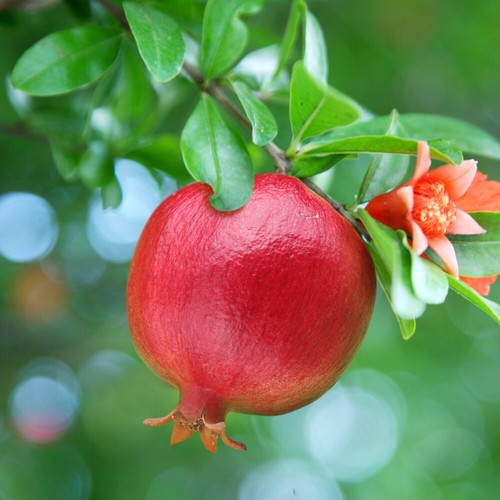 Fruit bush plant dwarf - fruit, plant,
