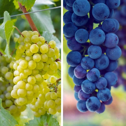 Vine grape hardy - hardy, shrub