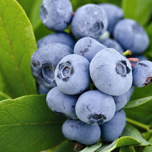Blueberry plants - 2,