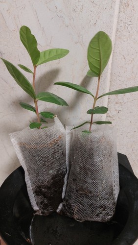 Pink guava fruit - 2x,
