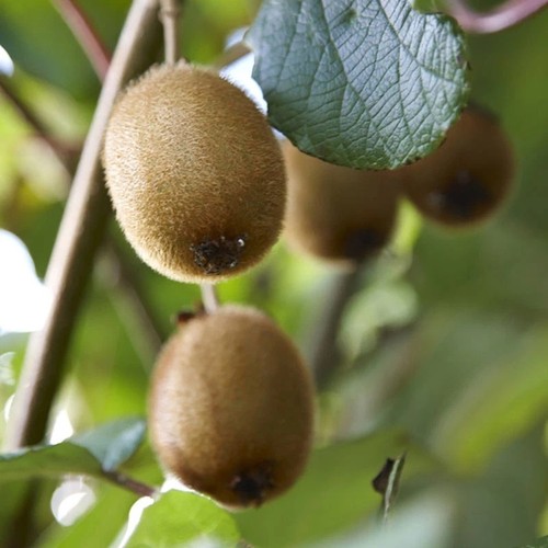 Self fertile kiwi fruit - self-fertile,