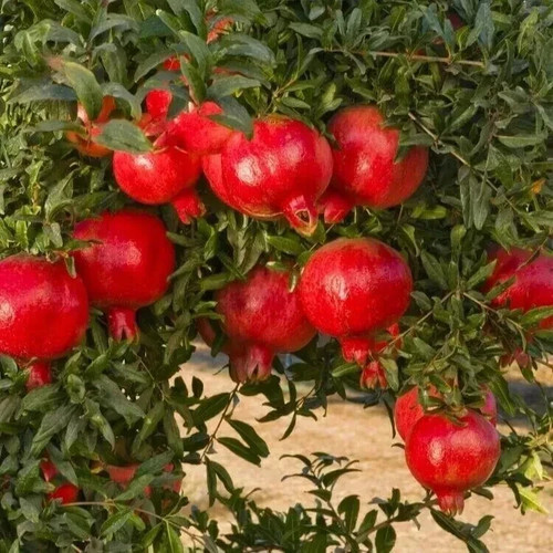 Hardy pomegranate rare fruit - hardy,