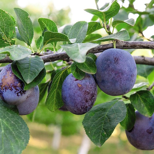 Suttons potted dwarf - potted, plum